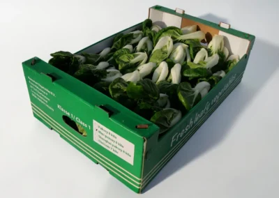 Mini Paksoi